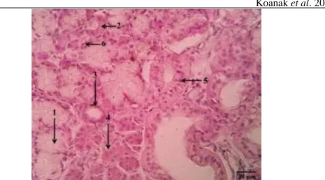 Gambar  3.  Mikrofotografi  asinus  kelenjar  mandibularis  sapi  sumba  ongole  (Bos  indicus) : 1