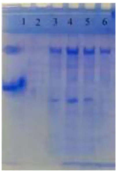 Gambar 1.  Hasil  analisis  profil  protein  dengan  menggunakan  SDS-PAGE.  Lane  1  adalah  standar  protein  berupa  albumin  (67 kDa) dan laktoperoksidase (78 kDa)