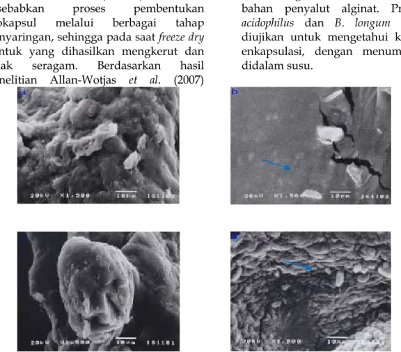 Gambar  2. Hasil  SEM bakteri  probiotik L. acidophilus (La  RRM-01)  dan B. longum (Bl  RRM- RRM-01)