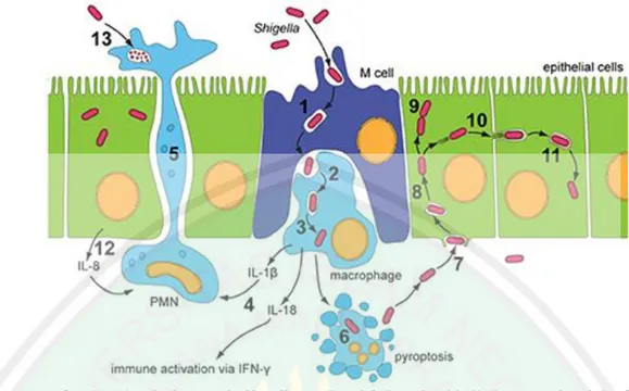 Gambar 2.1. Pathogenesis Shigella sp. (Roerich-Doenitz, 2013). Patogenesis seluler Shigella  sp  melewati  barrier  Epiteliat  Tight  Junction  (ETJ)  dengan  transcytosis  melalui  sel  M  dan  bertemu  dengan makrofag