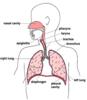 Gambar 2.2 organ pernapasan 