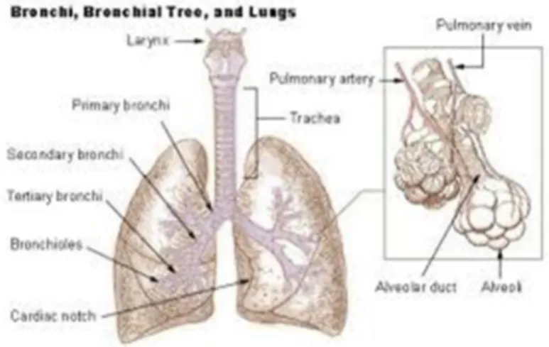Gambar 2.3 trakea, bronkus dan paru-paru  3.  Tanda dan gejala  