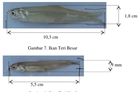 Gambar 8. Ikan Teri Kecil 