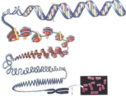 Gambar 1.3. Struktur kromosom dengan nukleosom  Sumber: https://www.slideshare.net/ichottt28/substansi-genetika 