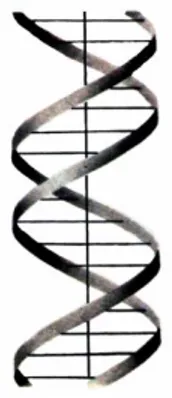 Gambar 1.5, Model DNA menurut Watson dan Crick yang berbentuk  double helix. 