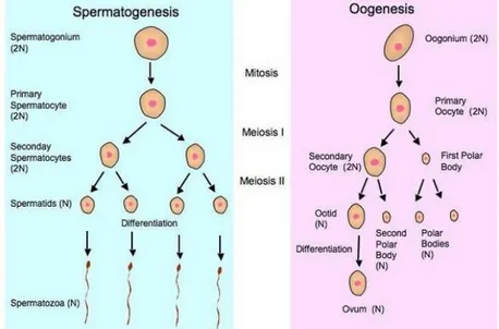 Gambar 2.2. Gametogenesis pada spermatogenesis dan oogenesis          Sumber: www.edubio.info 