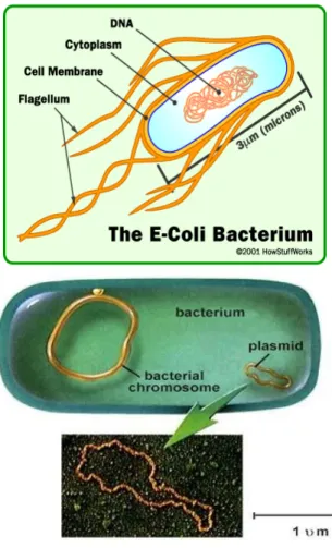 Gambar 1.3. Anatomi bakteri E-Coli.