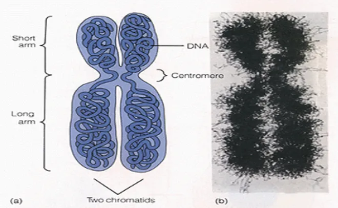 Gambar 1.14 Struktur Kromosom: 1.14a Penggambaran Struktur Kromosom yang Salah; 1.14b Struktur Kromosom yang benar