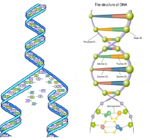 Gambar 2.6. Struktur Replikasi DNA   Gambar 2.7. Struktur Replikasi DNA