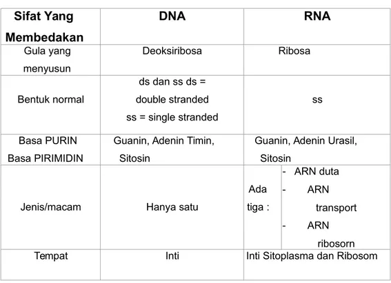 Tabel 2.1. Perbedaan DNA dan RNA Sifat Yang  Membedakan DNA RNA Gula yang  menyusun Deoksiribosa Ribosa Bentuk normal ds dan ss ds = double stranded ss = single stranded ss Basa PURIN  Basa PIRIMIDIN