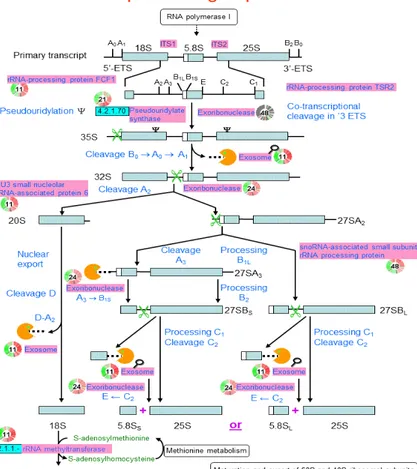 Gambar 2.10. Proses r-RNA 2.6.6. Prosesing mRNA