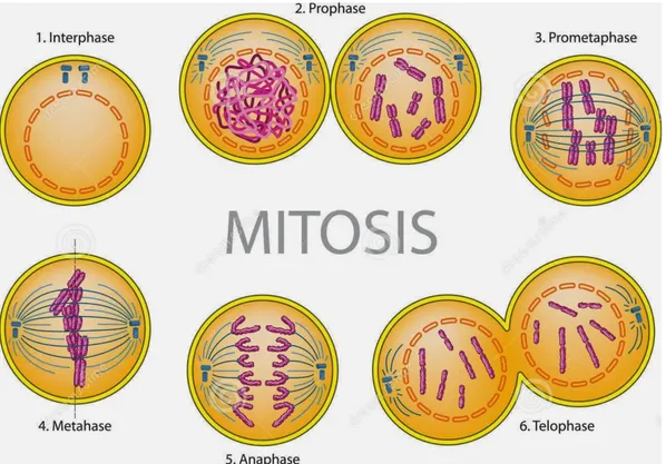 Gambar 3.1. Pembelahan Mitosis 1.Interfase