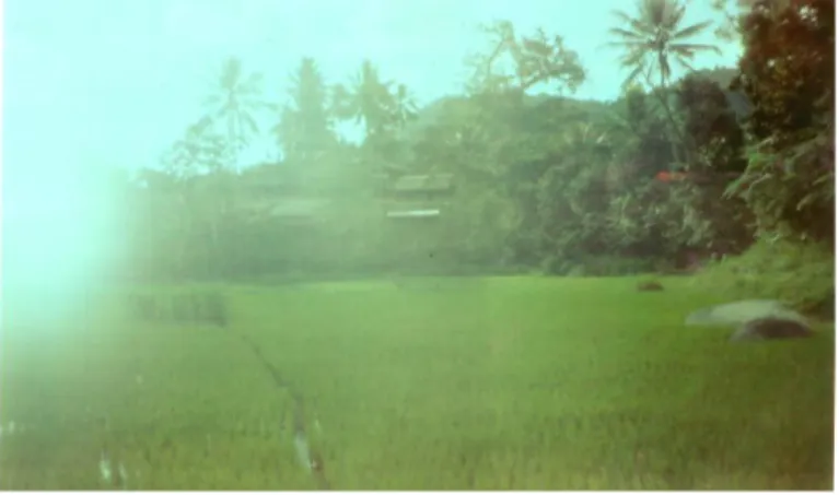 Gambar . Perkampungan Komunitas Mappurando  Bambang di Tengan Persawahan 