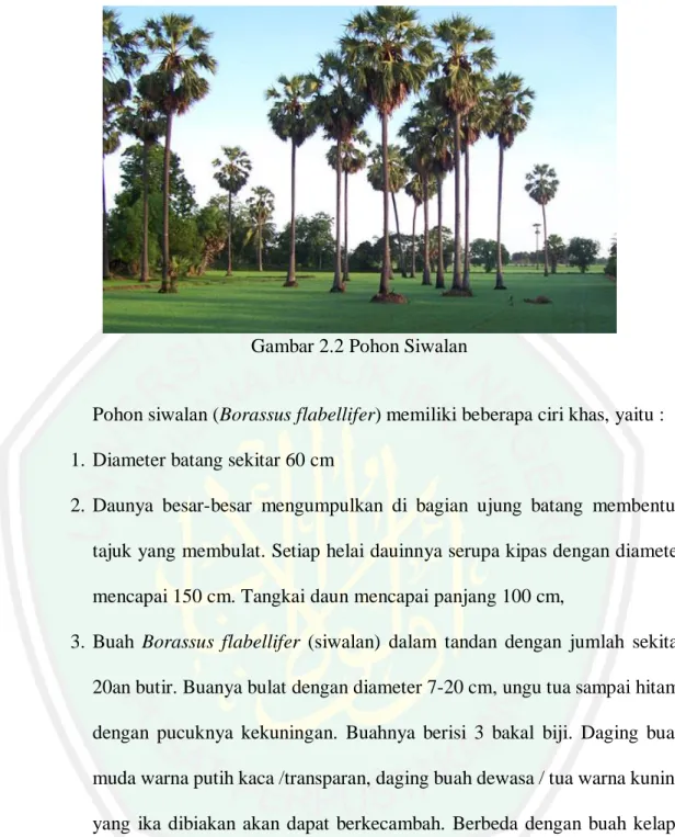 Gambar 2.2 Pohon Siwalan 