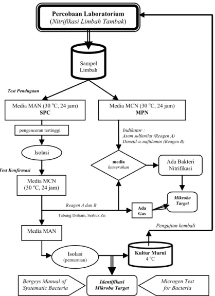 Gambar 1.  Proses Identifikasi Mikroba Nitrifikasi dalam Penelitian 