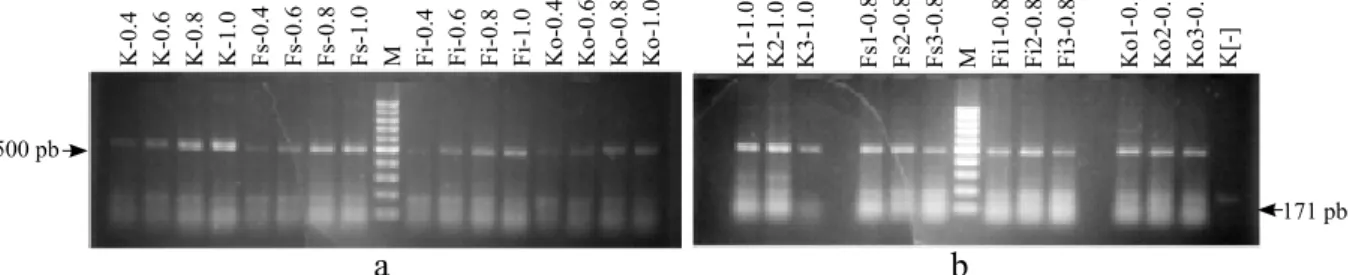 Gambar 1  Amplifikasi DNA Colletotrichum acutatum hasil isolasi dari buah cabai menggunakan  CaInt2/ITS4 dengan target produk ± 500 pb