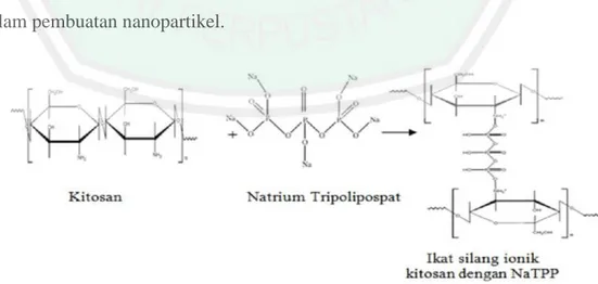 Gambar 5. Mekanisme metode gelasi ionik (Alauhdin &amp; Widiarti, 2014) 