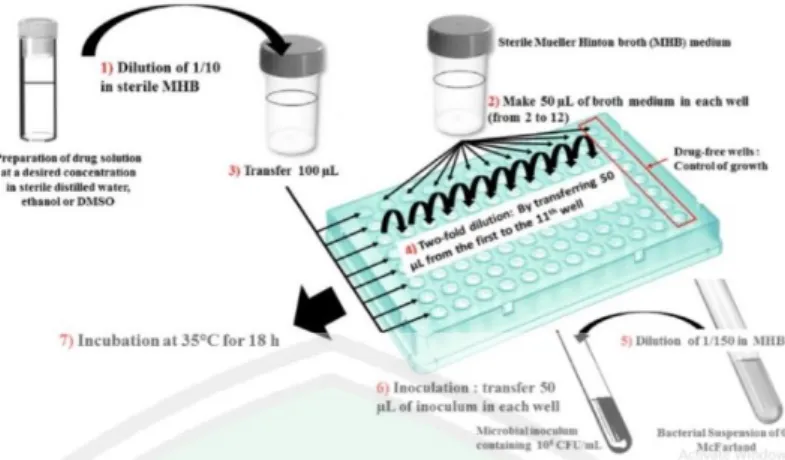 Gambar 11. Proses mikrodilusi cair untuk uji antimikroba sesuai pedoman CLSI  (Baloruili, 2016) 