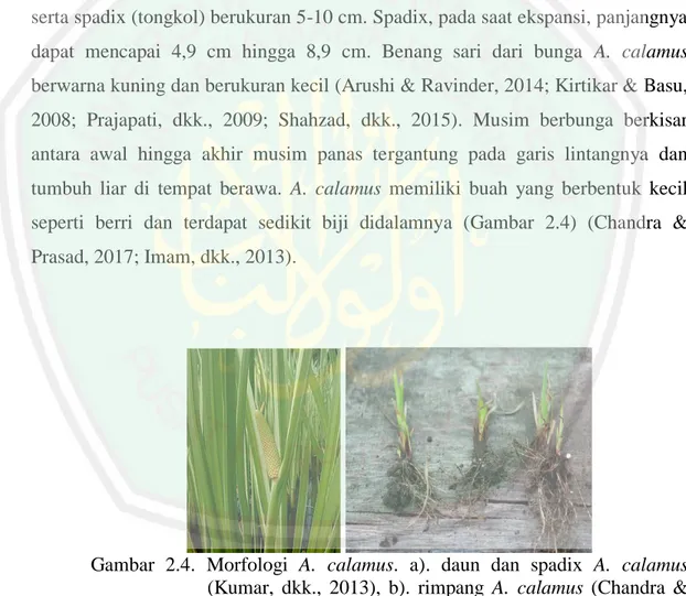 Gambar  2.4.  Morfologi  A.  calamus.  a).  daun  dan  spadix  A.  calamus  (Kumar,  dkk.,  2013),  b)