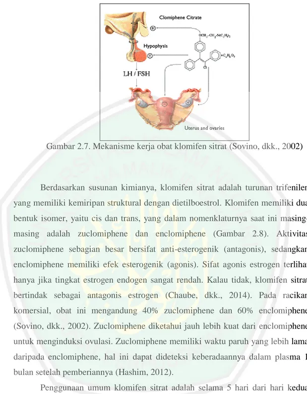 Gambar 2.7. Mekanisme kerja obat klomifen sitrat (Sovino, dkk., 2002) 