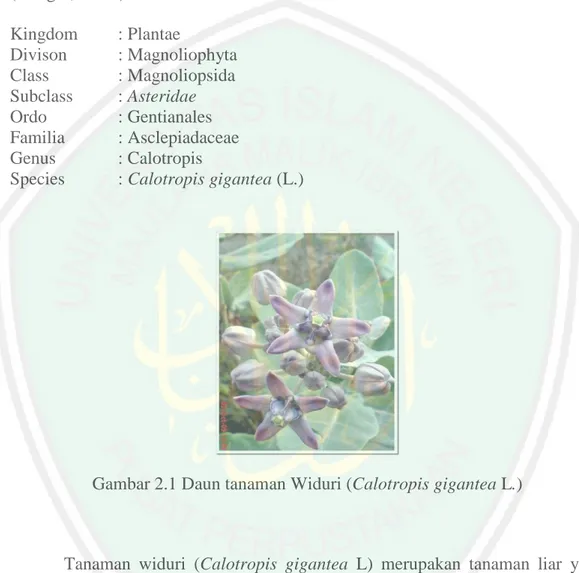 Gambar 2.1 Daun tanaman Widuri (Calotropis gigantea L.) 