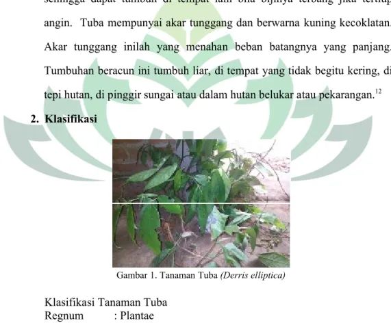 Gambar 1. Tanaman Tuba (Derris elliptica) Klasifikasi Tanaman Tuba