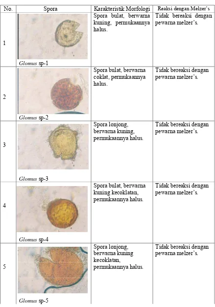 Tabel 4.  Keanekaragaman dan karakteristik spora FMA yang ditemukan di lapangan 