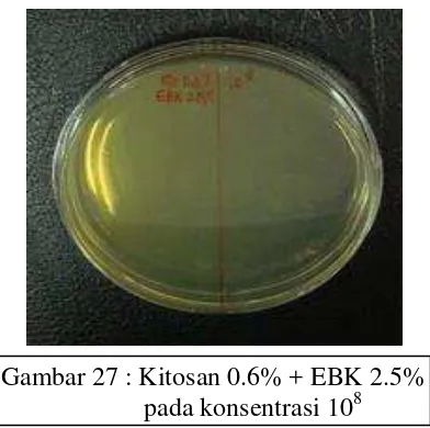 Gambar 27 : Kitosan 0.6% + EBK 2.5%  