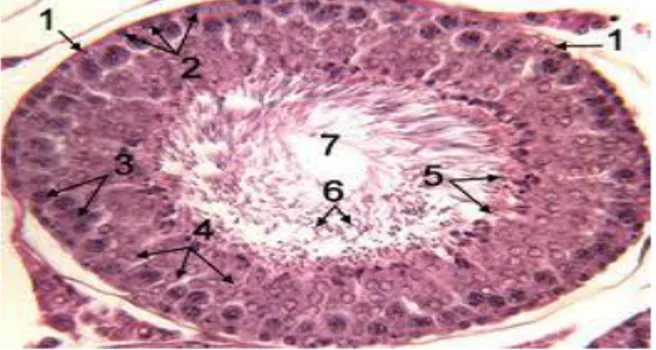 Gambar 1. Spermatogenesis  Tikus (Espinosa et al. dalam Susetyarini, 2011) 
