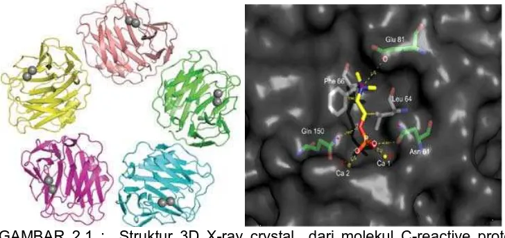 GAMBAR 2.1 :  Struktur 3D X-ray crystal  dari molekul C-reactive protein (CRP) manusia dengan ikatan calcium (kiri)  dan dengan  ikatan  molekul 