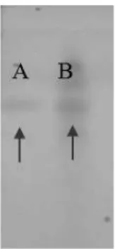 Gambar  1.  Hasil  identifikasi  senyawa  melatonin  dengan  Kromatografi  Lapis  Tipis