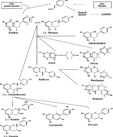 Gambar 2.1 Biosintesis hubungan antara jenis monomer flavonoida dari alur 
