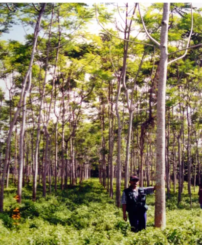 Gambar  1 :  Pokok   sentang   berusia lima tahun                       di Plot  Percubaan Merlimau, Melaka 