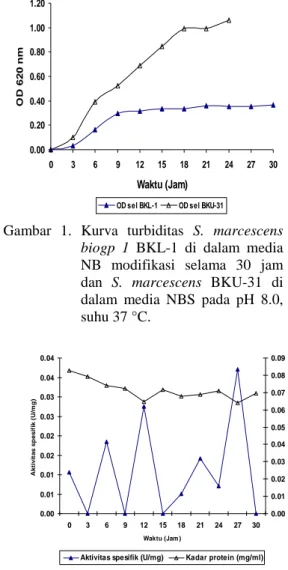 Tabel 1 Ciri-ciri morfologi dan fisiologi isolat BKL-1 dan  BKU-31 berumur 24 jam dan Serratia marcescens