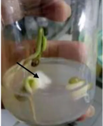 Gambar 4.3 Histogram rerata tinggi  batang dan jumlah  daun kecambah kacang hijau Gambar 4.2 Media yang terkontaminasi  oleh jamur 