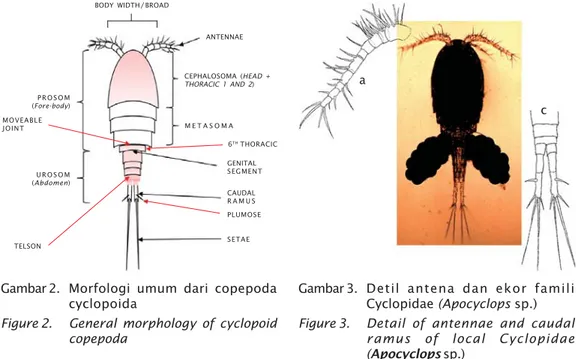 Gambar 4 adalah tahapan awal dan akhir nauplius dari Apocyclops spp., menurut Farhadian  et al