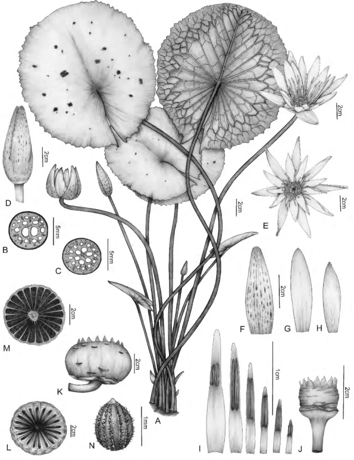 Figura 10. Nymphaea pulchella (Lima 231): A- hábito; B- corte transversal do pecíolo; C- corte transversal do pedúnculo; D- flor fechada; E- flor aberta; 