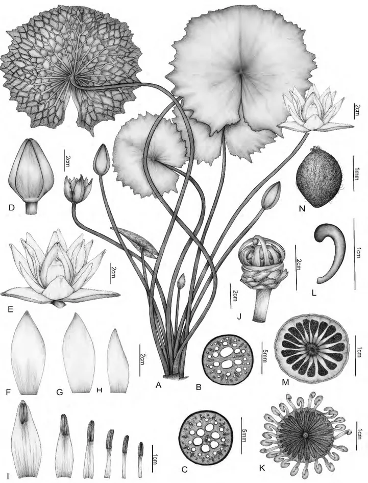 Figura 12. Nymphaea rudgeana (Lima 215): A- hábito; B- corte transversal do pecíolo; C- corte transversal do pedúnculo; D- flor fechada; E- flor aberta; 