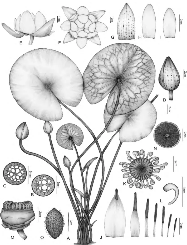 Figura 2. Nymphaea amazonum (Lima 248): A- hábito; B- corte transversal do pecíolo; C- corte transversal do pedúnculo; D- flor fechada; E- flor aberta,  vista lateral; F- flor aberta, vista frontal; G- sépala; H- pétala maior; I- pétala menor; J- sequência