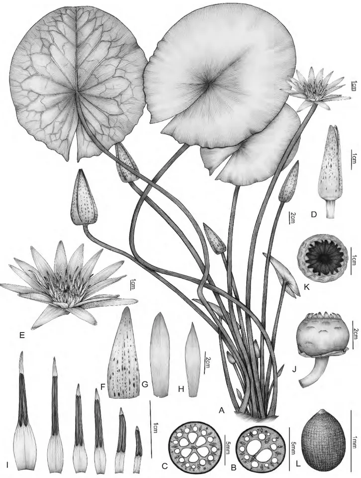 Figura 4. Nymphaea caerulea (Lima 191): A- hábito; B- corte transversal do pecíolo; C- corte transversal do pedúnculo; D- flor fechada; E- flor aberta; F-  sépala; G- pétala maior; H- pétala menor; I- sequência de estames; J- fruto, vista lateral; K- fruto