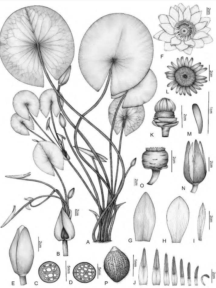 Figura 7. Nymphaea lasiophylla (Lima 230): A- hábito; B- pseudanto-tuberculífero; C- corte transversal do pecíolo; D- corte transversal do pedúnculo; E-  flor fechada; F- flor aberta; G- sépala; H- pétala maior; I- pétala menor; J- sequência de estames; K-