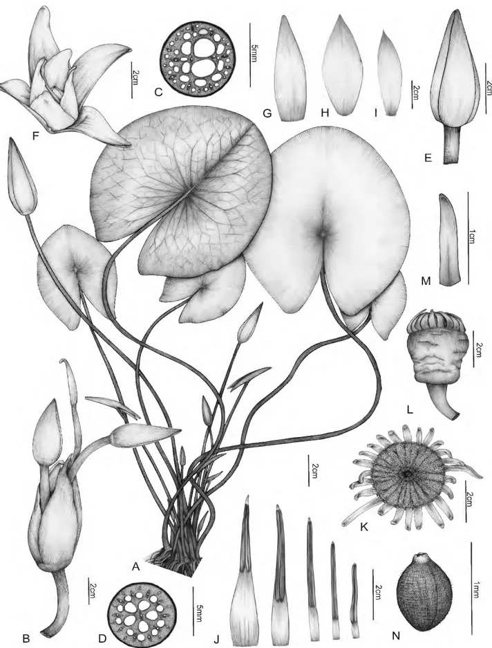 Figura 8. Nymphaea lingulata (Lima 241): A- hábito; B- pseudanto-tuberculífero; C- corte transversal do pecíolo; D- corte transversal do pedúnculo; E-  flor fechada; F- flor aberta; G- sépala; H- pétala maior; I- pétala menor; J- sequência de estames; K- g