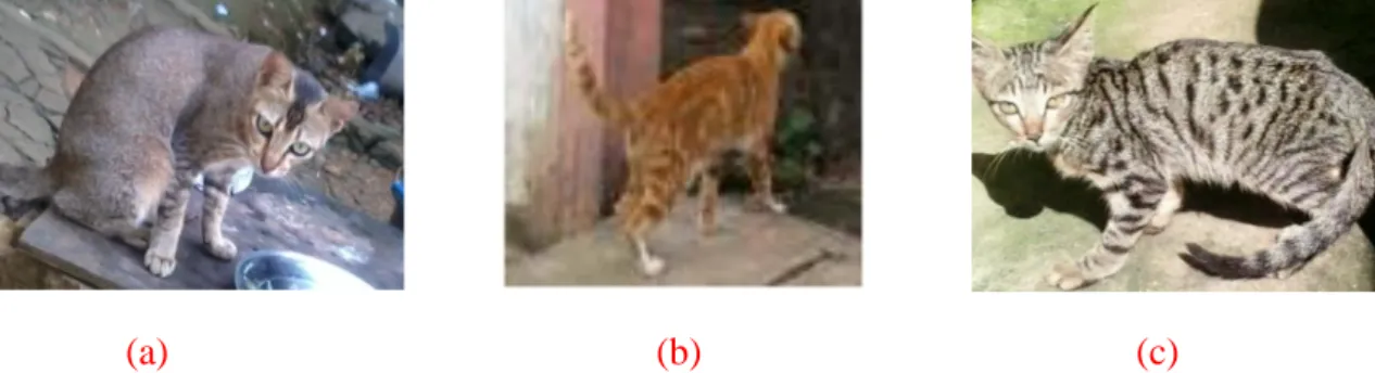Gambar 12.Ekspresi lokus T a ~T~t b  pada kucing. (a) Brown abyssinian tabby dengan  genotipe A-B-C-D-ii T a -