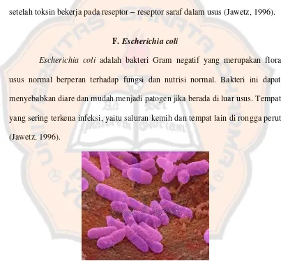 Gambar 4. Bakteri Escherichia coli (Psmicrographs, 2010) 