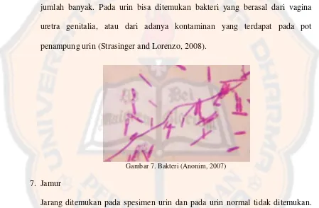 Gambar 7. Bakteri (Anonim, 2007) 