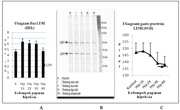 Gambar 1.  Skor ekspresi protein LDH dengan pulasan IHK dan Western Blot                   Ket:  A