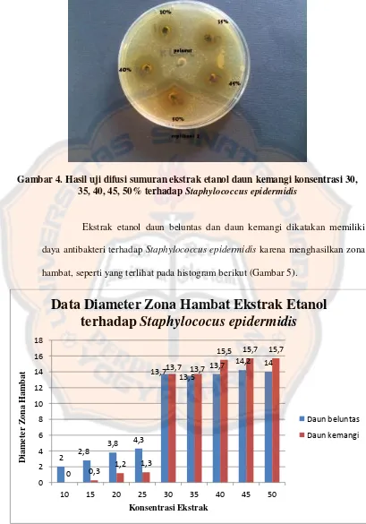 Gambar 4. Hasil uji difusi sumuran ekstrak etanol daun kemangi konsentrasi 30, 
