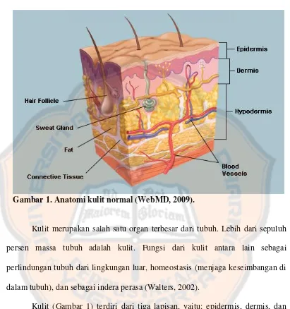 Gambar 1. Anatomi kulit normal (WebMD, 2009). 