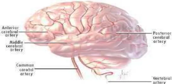 Gambar 1. Selaput Otak 