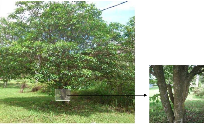 Gambar 2.1 Pohon Tanjung (kiri) dan batang pohon Tanjung (kanan)      (Anonimb, 2011) 